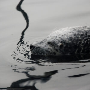 Seal